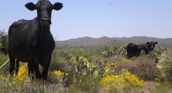 Daytime UFO photographed over Arizona desert