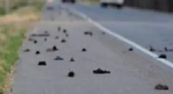 Rain of dead birds in Arkansas
