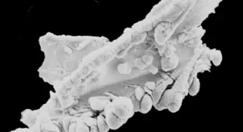 Sri Lankan Politician Claims Space Agency Tried To Steal Extraterrestrial Life Evidence