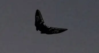 United States: Butterfly UFO Caught On Camera In Great Detail