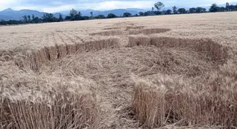 Police Remains Clueless About the Appearance of Crop Circles On Wheat Fields In Argentina